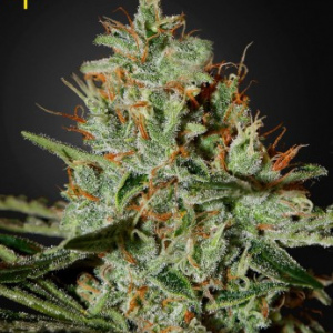Alaskan Ice Fem. Hemp Seeds