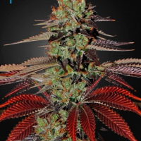 Dragon Haze