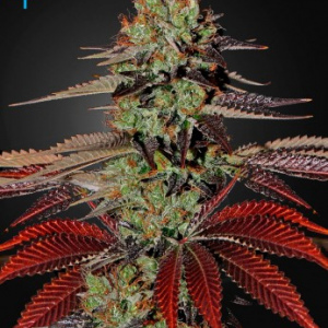 Dragon Haze