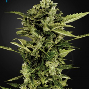 AutoFlowering Seeds