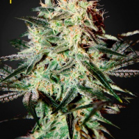 StrawBerry Haze